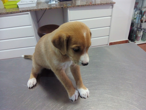 CLINICA VETERINARIA KYNOS ESTEPONA