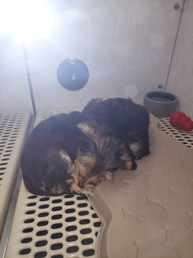 Pet Store «Pet City Pet Shops», reviews and photos, 750 Citadel Dr N # 2092, Colorado Springs, CO 80909, USA