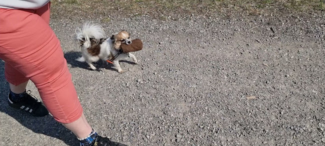 Rezensionen über Darling Dogs Hundezentrum - Hundeschule / Hundesalon in Glarus Nord - Hundeschule