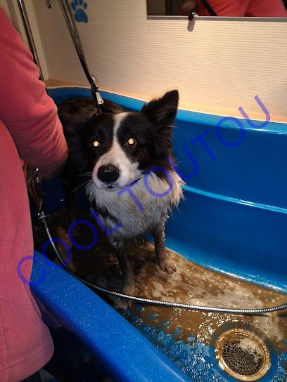 Hydrothérapie canine. Bien-être de l'eau