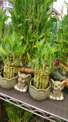 Asian Grocery Store «Thai An Oriental Market», reviews and photos, 2425 S Hillside St # 500, Wichita, KS 67216, USA