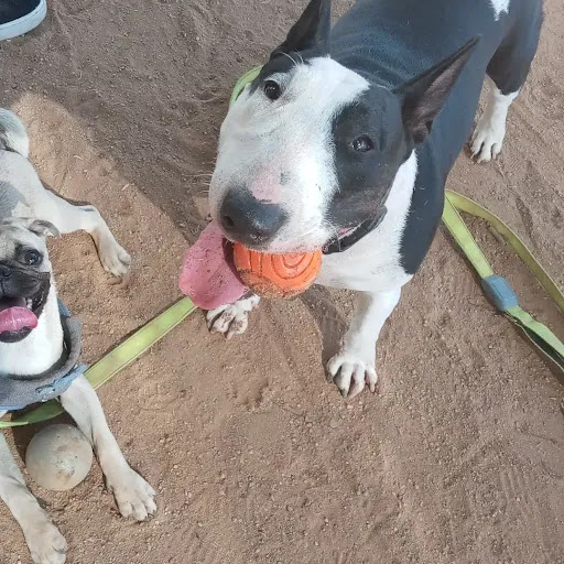 Pet Supply Store «Unleashed by Petco», reviews and photos, 308 Washington St, San Diego, CA 92103, USA