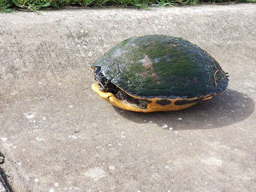 Golf Resort «ChampionsGate Golf Club», reviews and photos, 8575 White Shark Blvd, Davenport, FL 33896, USA