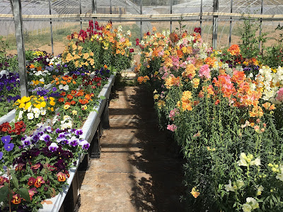 MIDIFLORE PRODUCTEUR Herbes aromatiques-Fleurs comestibles à Hyères