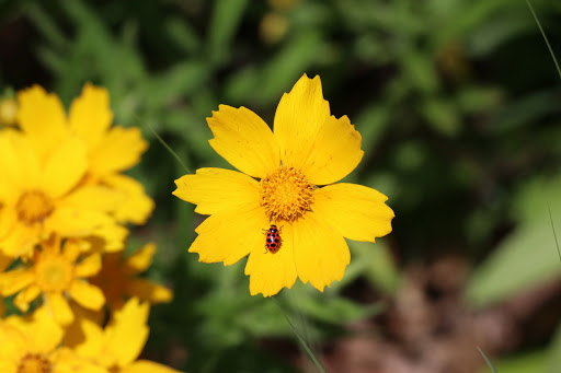 National Forest «Land Between the Lakes National Recreation Area», reviews and photos, 238 Visitor Center Dr, Golden Pond, KY 42211, USA