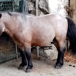 Photo n°2 de l'avis de Pinuccia.e fait le 25/07/2020 à 19:48 sur le  Trattoria Brianzola à Eupilio