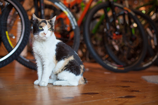 Bicycle Store «Heartland Cycle & Fitness Co», reviews and photos, 111 N Mosley St, Wichita, KS 67202, USA