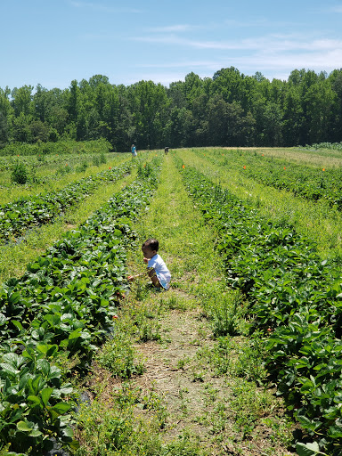 Produce Market «Mt Olympus Berry Farm», reviews and photos, 23298 Jefferson Davis Hwy, Ruther Glen, VA 22546, USA