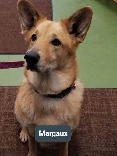 Pet Supply Store «Animal Krackers Inc», reviews and photos, 232 Main St, Gloucester, MA 01930, USA