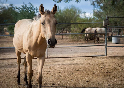 Karuna Horse Rescue W Oasis Rd, Tucson, AZ 85742