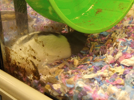 Pet Supply Store «PetSmart», reviews and photos, 300 N Congress Ave, Lake Park, FL 33403, USA