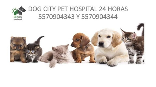 PET DOG CITY HOSPITAL