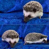 Hedgehog Garden - Photo 9 - Car repair in Puyallup, WA, Tacoma