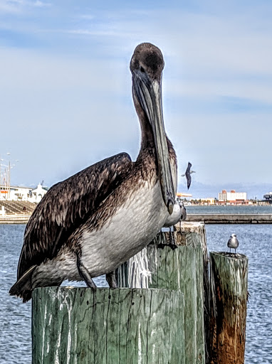 Monument «Selena Memorial Statue», reviews and photos, 600 N Shoreline Blvd, Corpus Christi, TX 78401, USA