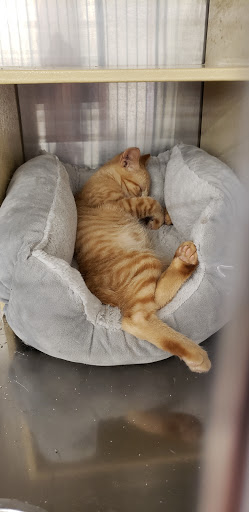 Pet Supply Store «PetSmart», reviews and photos, 10600 Melody Dr, Northglenn, CO 80234, USA