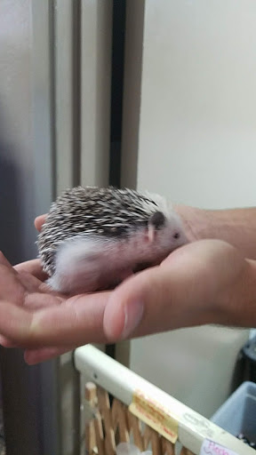 Pet Store «Wildside Pets», reviews and photos, 1042 N Higley Rd #105, Mesa, AZ 85205, USA