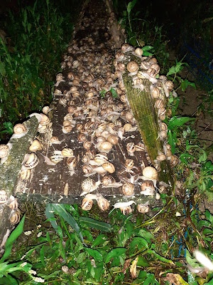L' escargouillette à Chabris