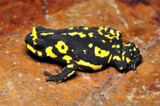 Pet Supply Store «Petco Animal Supplies», reviews and photos, 5481 Lone Tree Way, Brentwood, CA 94513, USA