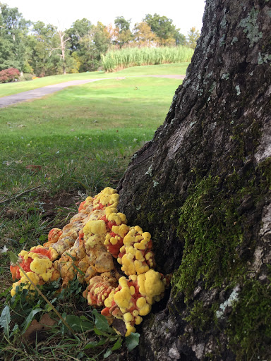 Golf Course «A.J. Jolly Golf Course», reviews and photos, 11489-11541 Alexandria Pike, Alexandria, KY 41001, USA