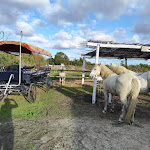 Photo n° 4 de l'avis de Laurence.i fait le 24/09/2023 à 11:55 pour La Manade Promenade à cheval à Beaugeay