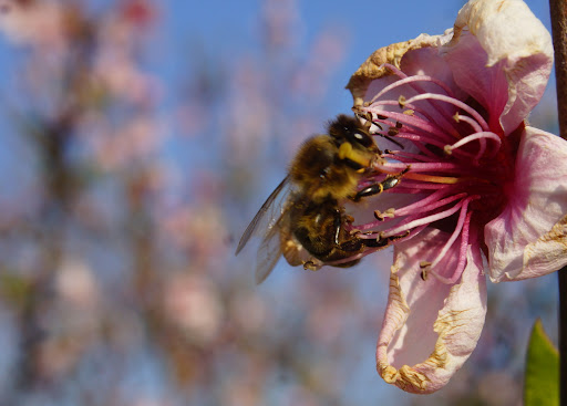 Produce Market «B&P Hitz Fruit Farm (Apples N Produce)», reviews and photos, 14070 Wilco Hwy NE, Woodburn, OR 97071, USA