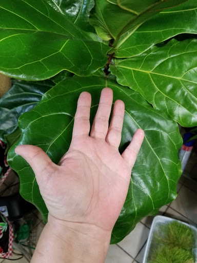 Florist «La Crosse Floral», reviews and photos, 2900 Floral Ln, La Crosse, WI 54601, USA