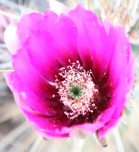Nature Preserve «Cave Buttes Recreation Area», reviews and photos, N 7th St & E Happy Valley Rd, Phoenix, AZ 85024, USA