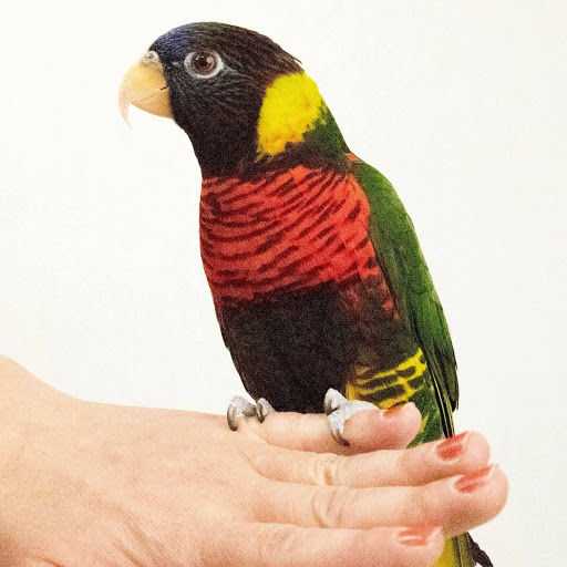 Pet Store «Petland», reviews and photos, 1514 Stonecreek Dr, Pickerington, OH 43147, USA