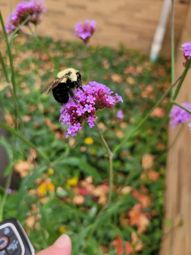 Orchard «The Orchard Shop», reviews and photos, 311 W St Joseph St, Muncie, IN 47303, USA