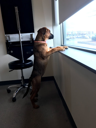 Pet Supply Store «Petco Animal Supplies», reviews and photos, 1265 Sergeant Jon Stiles Dr f, Highlands Ranch, CO 80129, USA