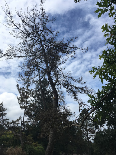 Park «Albert Kelly Park», reviews and photos, SW Dosch Rd & SW Mitchell St, Portland, OR 97239, USA