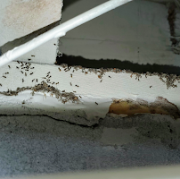 Insight Pest Control - Hillsboro - Photo 9 - Car repair in Hillsboro, OR, Hillsboro