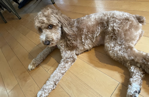 Pet Supply Store «Petco Animal Supplies», reviews and photos, 360 N Bedford Rd, Mt Kisco, NY 10549, USA