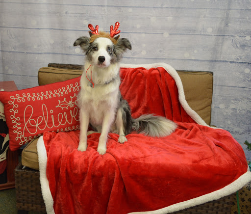 Pet Supply Store «The Natural Pet Enrichment Center», reviews and photos, 6720 Royalton Rd, North Royalton, OH 44133, USA