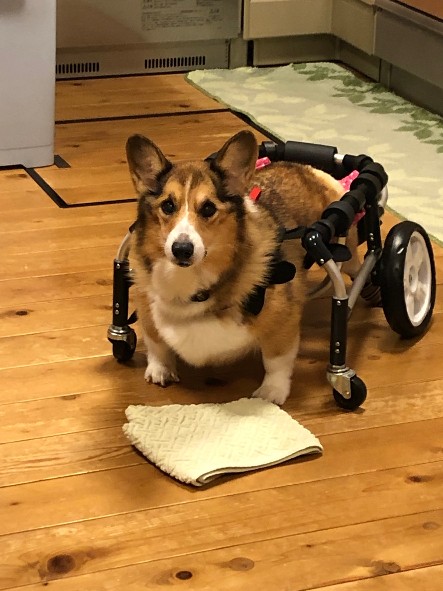 ゲンキサクラの犬の車椅子と歩行器