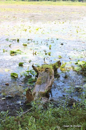 Nature Preserve «Beaver Meadow Audubon Center», reviews and photos, 1610 Welch Rd, Java Center, NY 14082, USA