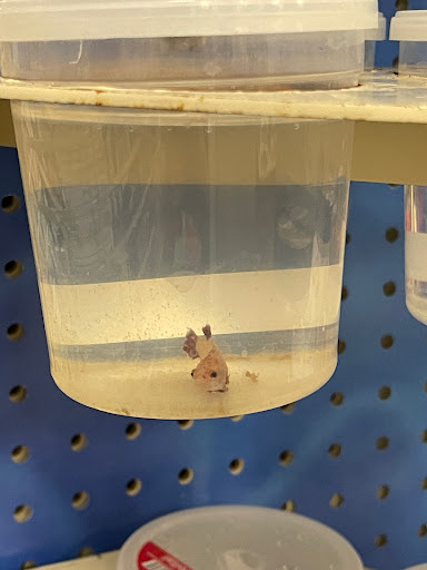 Pet Supply Store «PetSmart», reviews and photos, 7765 Airport Blvd #901, Mobile, AL 36608, USA