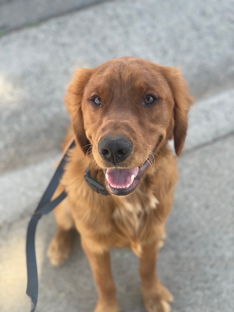 Ruff Beginnings Dog Training