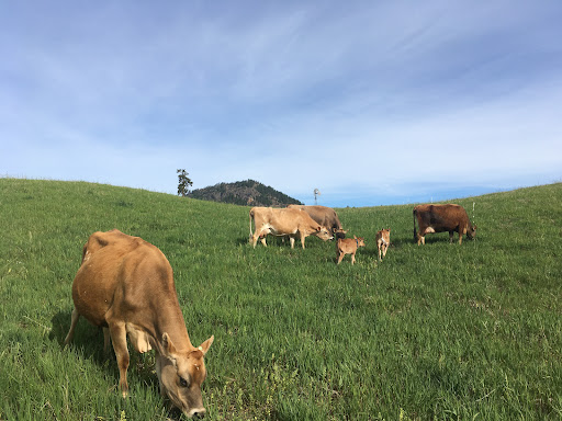 Clover Mountain Dairy