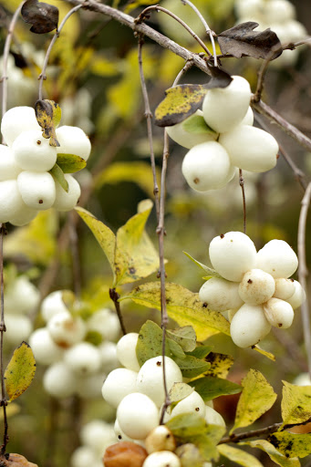 Landscaper «Blacklotus Landscaping LLC», reviews and photos