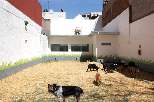 Residencias perros Ciudad de Mexico