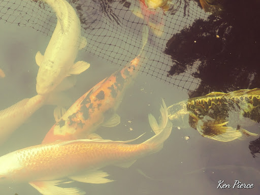 Pet Supply Store «Copper Creek Mercantile», reviews and photos, 4415 River Rd N, Keizer, OR 97303, USA