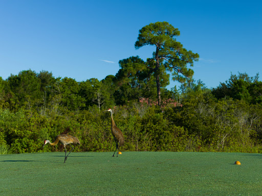 Public Golf Course «St. Lucie Trail Golf Club», reviews and photos, 951 SW Country Club Dr, Port St Lucie, FL 34986, USA