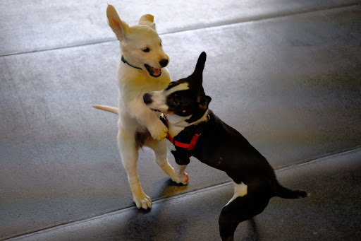 Animal Rescue Service «Motley Zoo Animal Rescue», reviews and photos, 16715 Cleveland St A, Redmond, WA 98052, USA