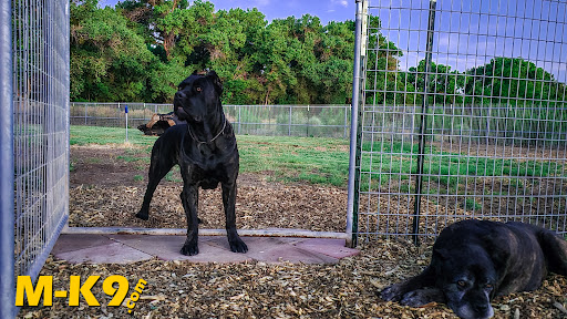 M-K9 • Meraki Cane Corso