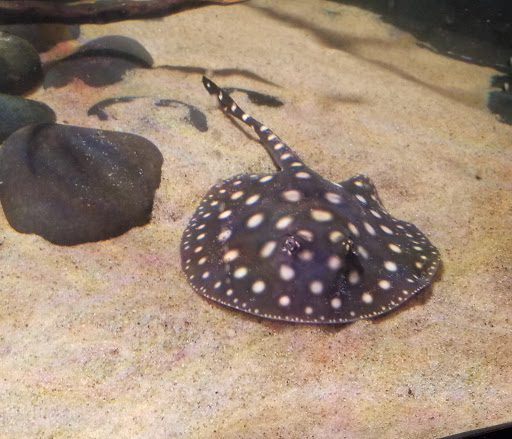 Tropical Fish Store «Wet Pets», reviews and photos, 520 Hartford Turnpike # X, Vernon, CT 06066, USA