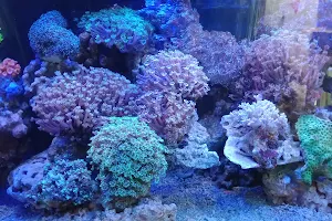 Aquascaper image