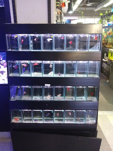 Aquarium «Old Orchard Aquarium», reviews and photos, 9235 Skokie Blvd, Skokie, IL 60077, USA