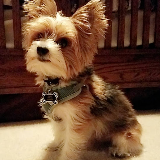 Pet Supply Store «Petco Animal Supplies», reviews and photos, 5260 W Baseline Rd, Laveen Village, AZ 85339, USA