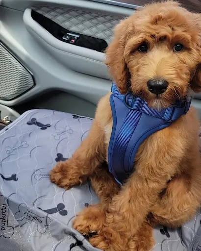 Pet Supply Store «Adogable PET SERVICES», reviews and photos, 4884 Sun City Center Blvd, Sun City Center, FL 33573, USA